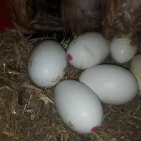 قوغاز‌گردن‌ماری