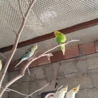 عروس هلندی. طوطی برزیلی .مرغ عشق