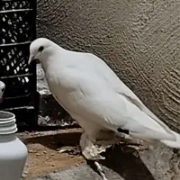 کبوتر لوتی|پرنده|تبریز, |دیوار