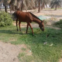 کره اسب|اسب و تجهیزات اسبسواری|عنبرآباد, |دیوار