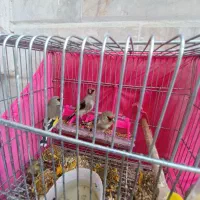 سهره نر کرمونی