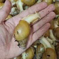 حلزون آچاتینا