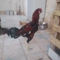 دو خروس لاری