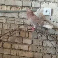 2عدد کوهی دم سفید زرد نر