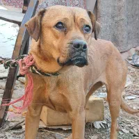 سگ روتوایلر ماده جوان