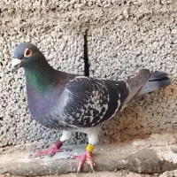 کبوتر مسافتی