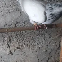 تعدادی کبوتر نر و ماده|پرنده|چالوس, |دیوار