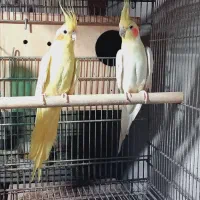 فروش چندین پرنده زینتی عروس و ۰۰۰ همه با کیفیت