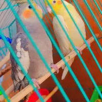 عروس هلندی مهران