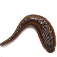 پخش زالوی طبی زنده وسالم