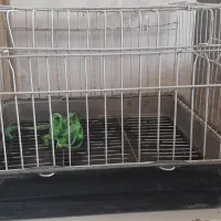 قفس خرگوش|لوازم جانبی حیوانات|نسیم‌شهر, |دیوار