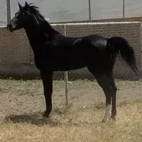 اسب دو‌سر عرب کره ی قهرمان جهان سلیمی ایم سوت
