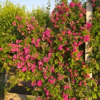 باغچه فروشی یا معاوضه