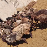 گوسفند و بره