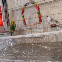 یک جفت مرغ عشق|پرنده|اهر, |دیوار