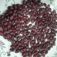 لوبیا قرمز ۸ تن