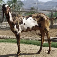 پاچن پنجاب گل گلی اصل|حیوانات مزرعه|چابهار, |دیوار
