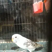 مرغ عشق|پرنده|مریوان, |دیوار