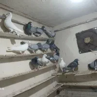 ککیلی دوبر گیلانده|پرنده|اردبیل, |دیوار