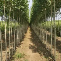 خرید نـهــال صــنــوبــر برای باغ‌ها و پروژه‌ها