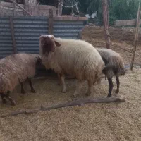 قوچ ورن گوسفند|حیوانات مزرعه|هندمینی, |دیوار