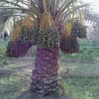 درخت خرما