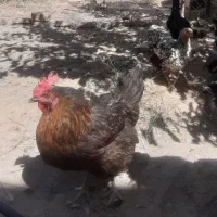 مرغ و خروس رسمی و لاری اصیل|حیوانات مزرعه|مشهد, توس (بلوار توس)|دیوار