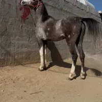 فروش کره نریان کرد