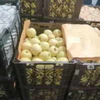 سیب تازه رسید|خوردنی و آشامیدنی|جم, |دیوار