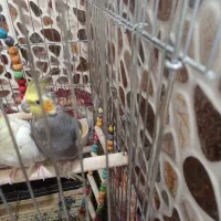 عروس هلندی نر