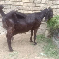 بز آبستن سنگین