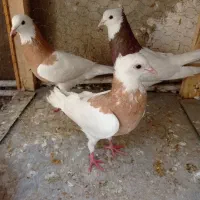 کفتر کبوتر طوقی