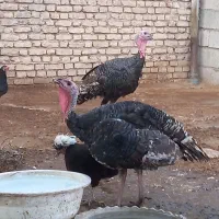 ۳ عدد نر