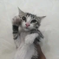 گربه