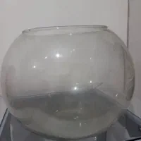 تنگ ماهی بزرگ