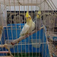 یک جفت طوطی عروس هلندی سخنگو