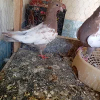 کفتر|پرنده|داراب, |دیوار