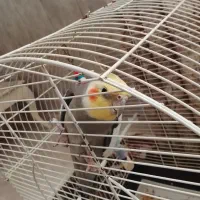 پرنده عروس فروشی