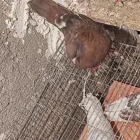 یک جفت|پرنده|قیدار, |دیوار