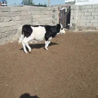 گوسالهای پرواری سیمینتال ودورگ تروتمیزوسالم