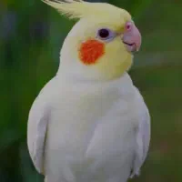 عروس  هلندی لوتینو