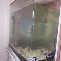 آکواریوم|ماهی|تبریز, |دیوار