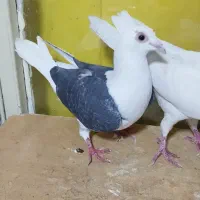 کبوتر .2عدد.پلاکی.نروماده.|پرنده|تهران, مولوی|دیوار