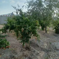 باغ-فروشی-جلال-آباد-علی-آباد