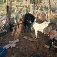 فروش بز ماده ب همراه دوتا بزغاله نر