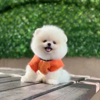 سگ پامرانین..پامر ۷۰ روزه