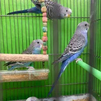 ۲تامرغ عشق سالم و بازیگوش