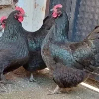 جوجه بلک استار