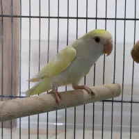 طوطی کوتوله برزیلی|پرنده|تهران, ائمه اطهار|دیوار