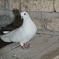 کبوتر پرشی ماده|پرنده|ابریشم, |دیوار